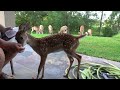 Dinner With Bambi The Whitetail Deer Fawn Day 31 KitchenWindowWildlife KWW