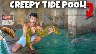 FISH TRAP Catches MORAY EEL In CREEPY Tide Pool!!