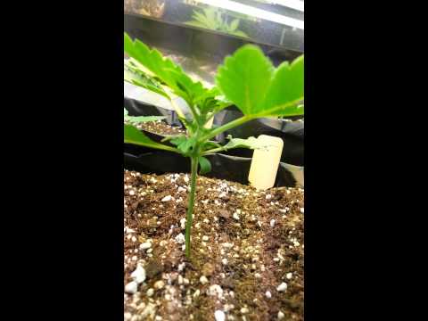 2 week old auto flowers from mephisto genetics