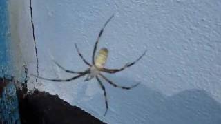 Do you wanna dance....wmv