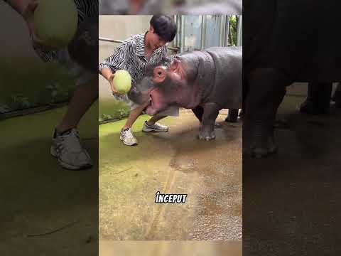 Hipopotam PACALIT cu PEPENI 🍉😆