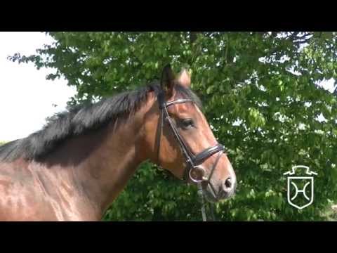 Holsteiner Stute C'est La Vie von Cancara   Feenspross xx   Silvester