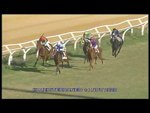 Galoppo Corse del 14 Novembre 2020