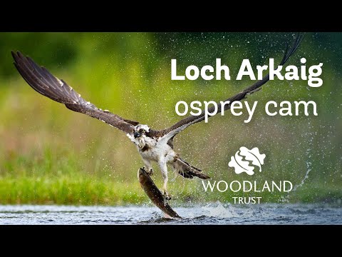 Male osprey mantles over fish on nest - Loch Arkaig Osprey Cam (2020)