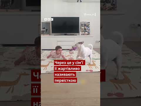 Особливий зв’язок: як собака Міка чекала на появу малюка #shorts #новини #тварини #собаки