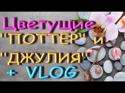 5.Потрясающие ОРХИДЕИ "Поттер","Джулия",МУЧНИСТЫЙ ЧЕРВЕЦ.VLOG.Пальто крючком.Набережная Самары.