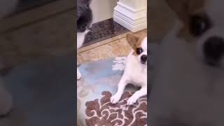 ☆Super Cute Animals☆Cute cats and funy dogs＆cat　videos compilation2021C⑲#Shorts