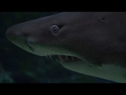 Sharks : Scavengers of the Seas | Animal enthusiast