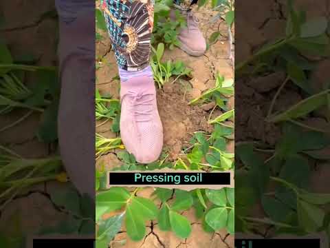 Techniques To Bear More Peanuts #satisfying #shortsvideo