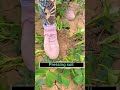Techniques To Bear More Peanuts Satisfying Shortsvideo