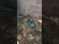 Mavis the wild pigeon keeping em eggs warm. Day 11 #birds #subscribe #pigeon