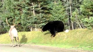 ours noir et caribou black bear and caribou Zoo sauvage de St Félicien