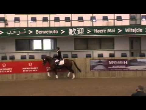 CHILLI MORNING BBSH stallion event Hartpury 2011