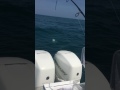 Goliath grouper almost eats my Amberjack - Indian Rocks FL 4-17-17