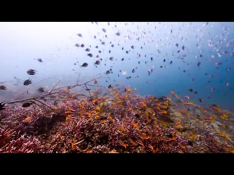 Moray Eel and Blue Spotted Sting Ray at Masaplod North, Dauin, Philippines