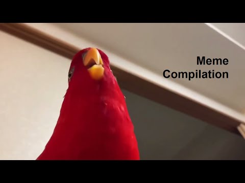 Red Bird meme compilation