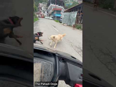 Rottweiler saved Me from a street Dog attack😨😨#shorts #viral #dogs #trending #viralvideos #rott
