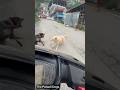 Rottweiler Saved Me From A Street Dog Attack Shorts Viral Dogs Trending Viralvideos Rott