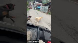 Rottweiler saved Me from a street Dog attack😨😨#shorts #viral #dogs #trending #viralvideos #rott