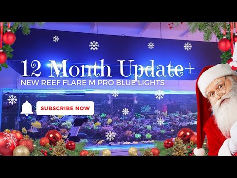 10ft Reef Tank 12 Month Update + New Lighting?