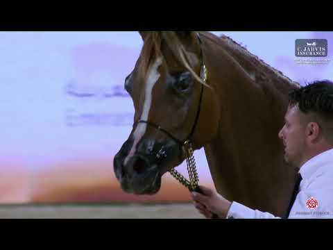 N 74 MASARAH AL HAWAJER   Abu Dhabi International AHC 2023   Fillies 2 3 Years Old Class 2C