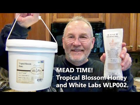 HBW 245: Making Mead with Tropical Honey, WLP 002 yeast, dried cherries, cranberries and raisins