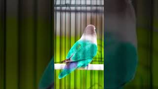 Download lagu lovebird singing training #birds #dunfallowlovebird #lovebirdsfarming #lovebirds mp3 Download lagu lovebird singing training #birds #dunfallowlovebird #lovebirdsfarming #lovebirds mp3