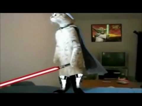 Jedi cats fights compy star wars