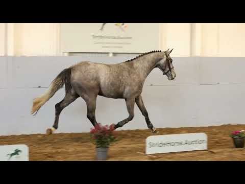 Oakport Cornets Balu - Cornet Obolensky X Balou Ru Rouet 3yo