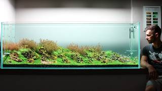 Crazy Plant Growth and First Fish after 6 Weeks! 180p Iwagumi