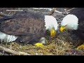 Everything looking up for new Minnesota DNR EagleCam eaglet
