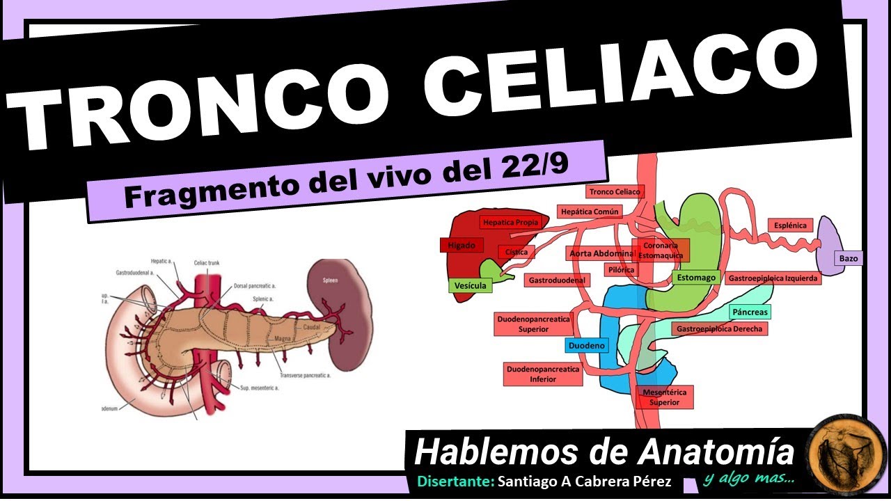 ANATOMIA 🔴TRONCO CELIACO👉 IRRIGACION DE ESTOMAGO - DUODENO - PANCREAS - BAZO - HIGADO🟪