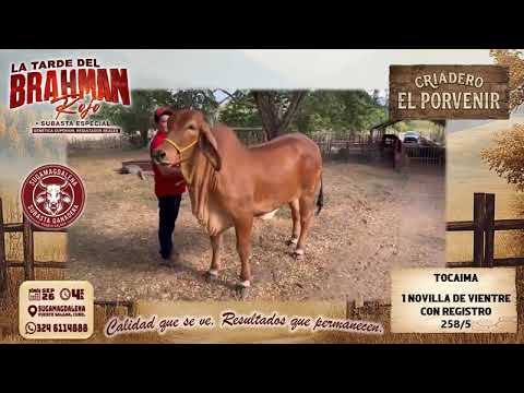 Subasta Rojo - Criadero El Porvenir - Tocaima