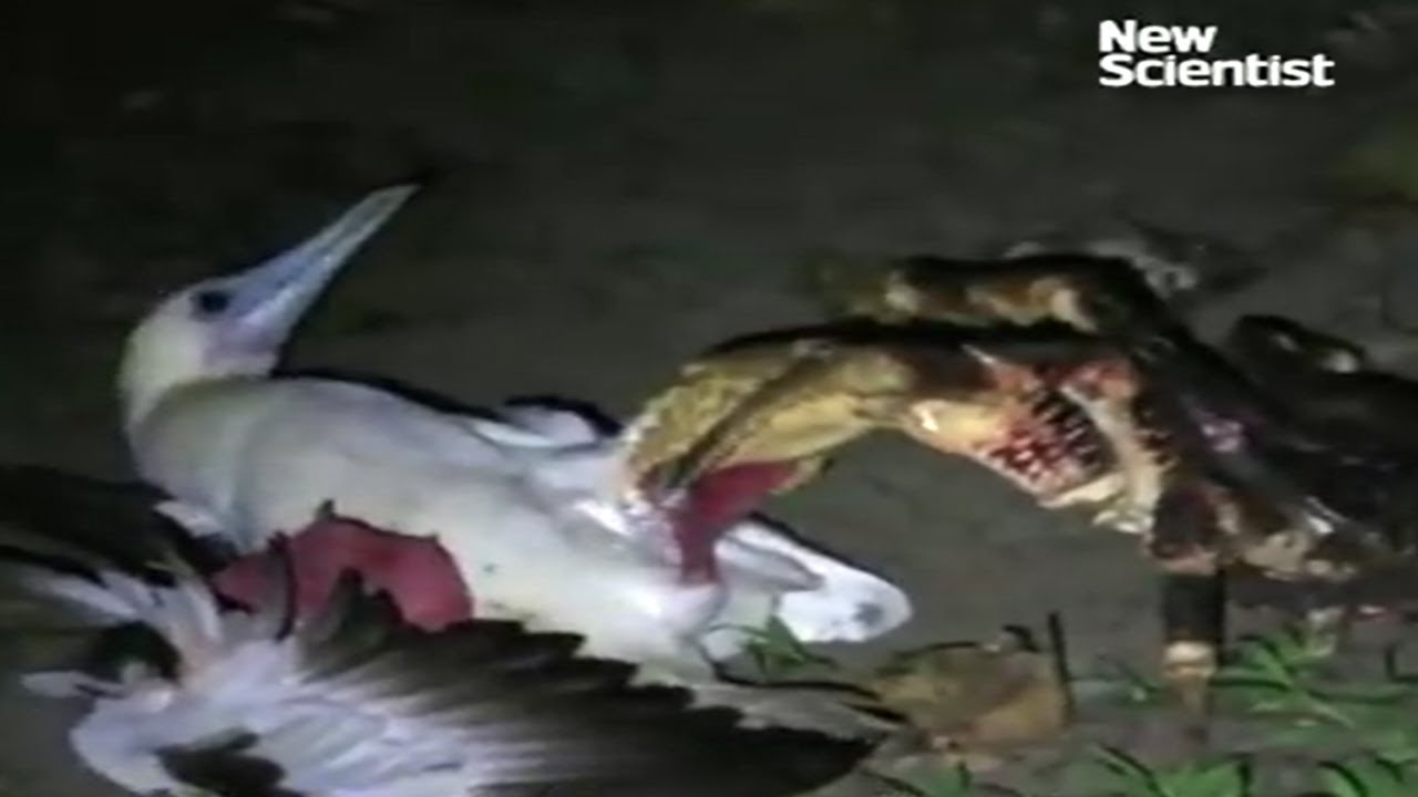 Coconut crab hunts seabird