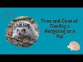 Pros and Cons of Owning a Hedgehog as a Pet