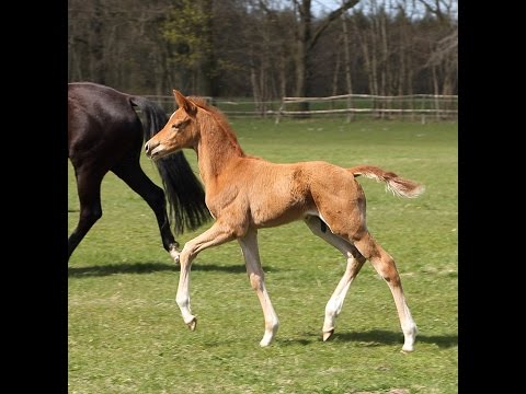 Oldenburger Hengstfohlen von EVERDALE / DANCIER April 2015