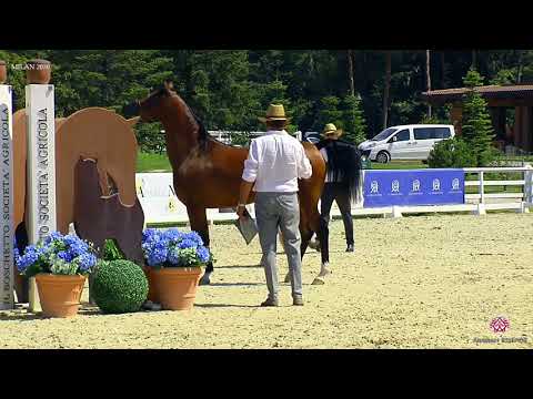 N.80 SS FROZEN - Milan 2020 Arabian Horse Show - Mares 4 to 6 Years Old (Class 7)