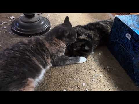 Maximoff and Malena being adorable 12/3/2025.