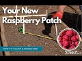 Video preview for How to Plant A Raspberry Patch