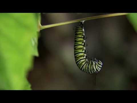 Monarch chrysalis paraziták - Paraziták miatt megrándult
