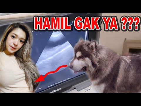 3 KALI DIKAWININ, HAMIL GAK YA?