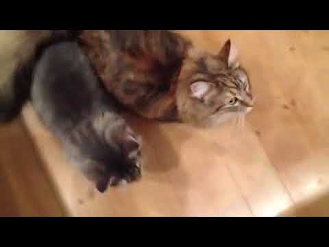 Liba and Woody ongeduldig