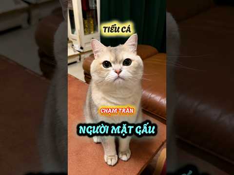 Tiểu Cá chạm trán với người mặt gấu #viralvideo #viralshorts #viralshort