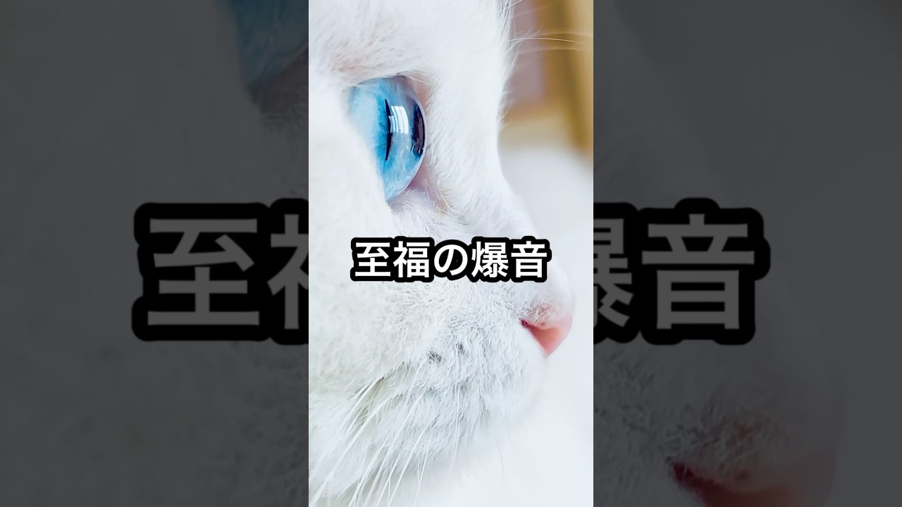 限界の時こそ聴いて欲しいウチの愛猫のゴロゴロ音 #shorts