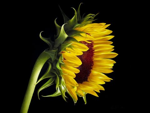 Interview with Sangita Phadke 03 Feb 2023