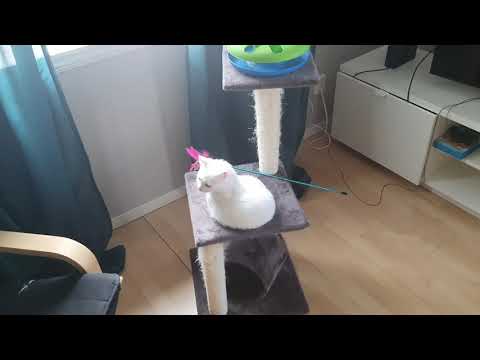 Why I think my cat is deaf.