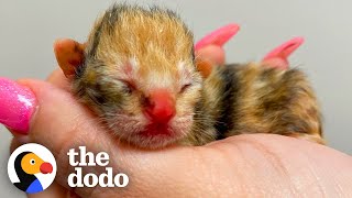 Kitten As Tiny As Computer Mouse Gives Woman Purpose | The Dodo