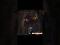 Little Red Riding Hood Analog Horror Horror Wolf Vs Horror Cat Part 2 Оригинал Foxymations