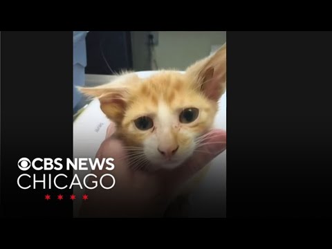 Now hear this: Cat born with four ears