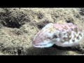 Annoying A Cute Little Cuttlefish So He Changes Color
